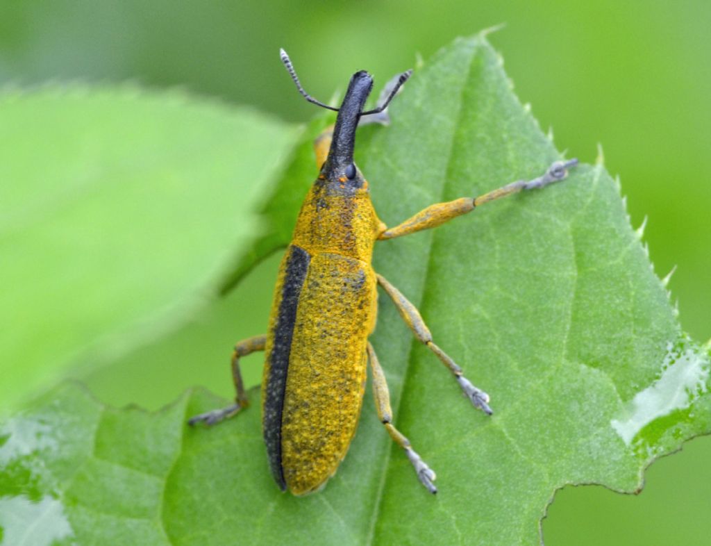 Lixus (Dilixellus) pulverulentus